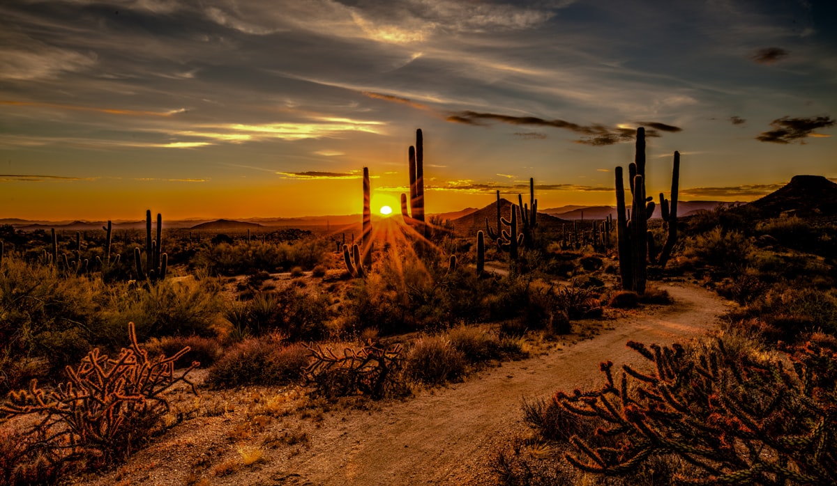 Arizona desert sun blazing over the Sonoran landscape